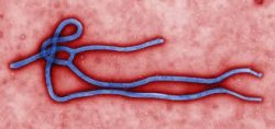 Ebola : le point sur l’épidémie actuelle et sur une éventuelle arme NRBCe
