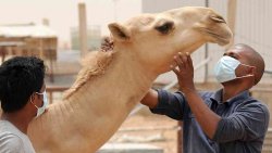 Coronavirus du syndrome respiratoire du Moyen Orient : arme NRBCe ?