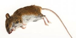 Is plague coming back ? (CBRNe)