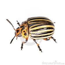 Les insectes : armes biologiques ?