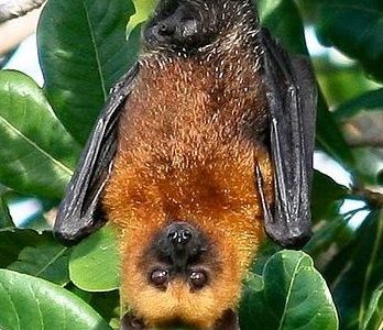 Le virus Nipah : inquiétant ?