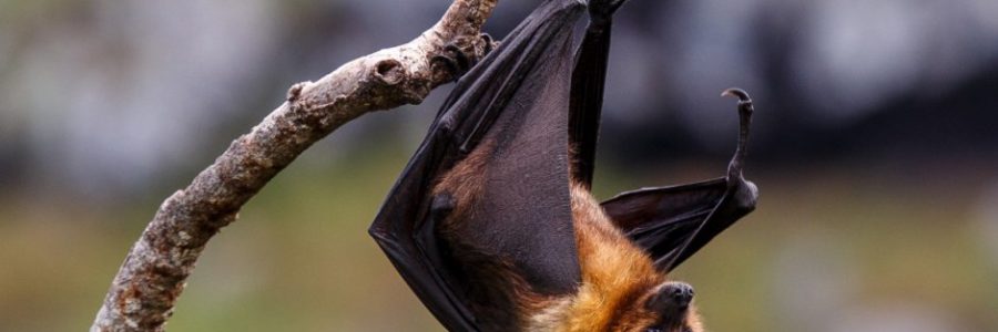 Is the nipah virus worrisome?