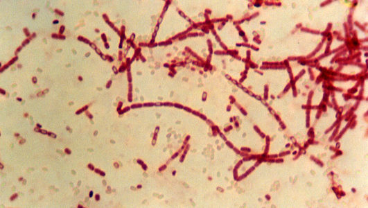 The 2020 Olympic Games in Japan and bioterrorism
