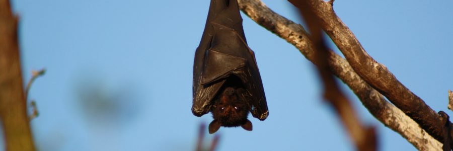 Bats and war !