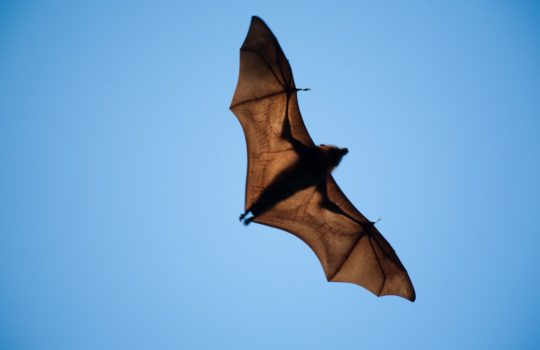 Bats and war !