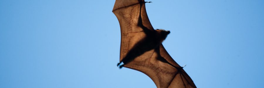 Bats and war !