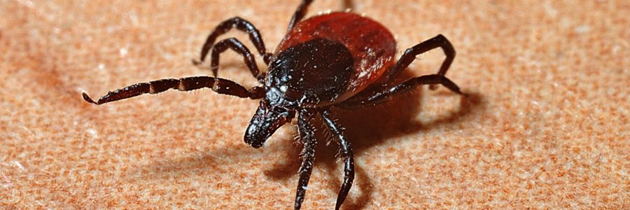 Lyme disease: CBRN biological weapon?