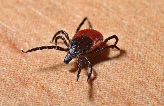 Lyme disease: CBRN biological weapon?